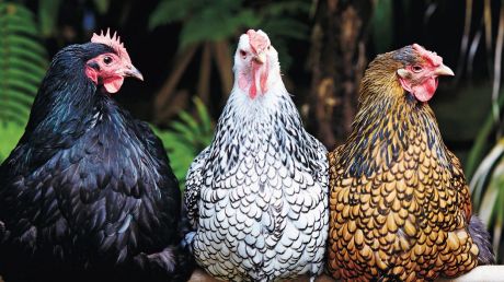 With more than 19 billion worldwide, chickens are one of the most abundant of all domesticated farm animals.