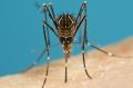 Aedes notoscriptus - better known as the common backyard mosquito. 