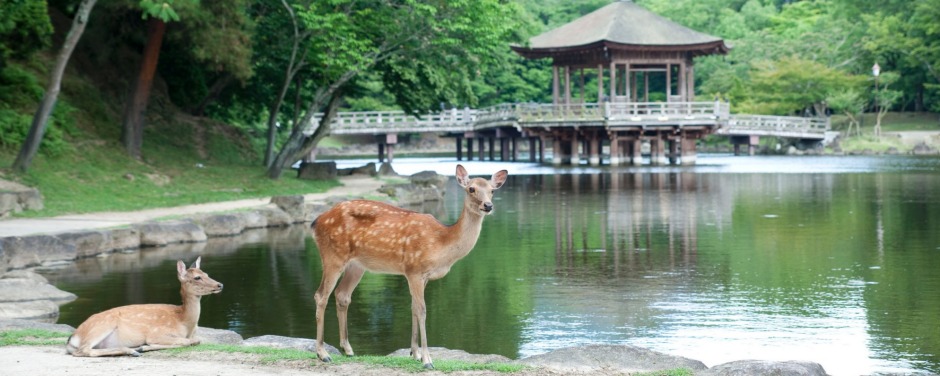 The 1200 deer living in Nara roam freely.