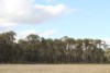 Open paddock with grass and thick vegetation in the background.