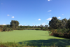 Algal bloom at Macleod Morass, near Bairnsdale