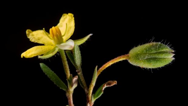 Thought to be extinct for almost 200 years, the newly-named Hibbertia Fumana makes a comeback.