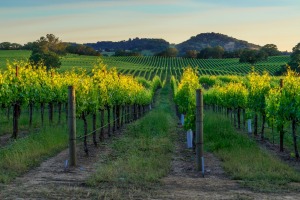 Sunset in the vineyards of Nappa Valley, California.