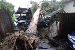 In this image released by the Santa Barbara County Fire Department, a large eucalyptus tree toppled onto carport damaging vehicles in Goleta, Calif., Friday, Feb. 17, 2017. A powerful Pacific storm blew into southern and central California on Friday, unleashing wind-driven heavy rains that forecasters said could become the strongest in years if not decades. (Mike Eliason/Santa Barbara County Fire Department via AP)