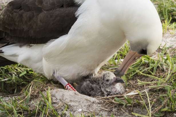 In this Thursday, Feb. 7, 2017, photo provided by the photo provided by the U.S. Fish and Wildlife Service - Pacific Region shows Wisdom and her new chick at the Midway Atoll National Wildlife Refuge and Battle of Midway National Memorial in the Papahanaumokuakea Marine National Monument. The Laysan albatross is about 66 years old and is the world's oldest breeding bird in the wild. Fish and Wildlife Service project leader Bob Peyton says Wisdom has returned to Midway for over six decades. (Naomi Blinick/USFWS Volunteer via AP)