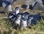 Blue penguins come ashore on the Otago Peninsula.