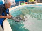 Myrtle the Turtle is a local "senior lady&#8221;, who has checked in at Dolphin Marine Magic for a bit of rehabilitation.