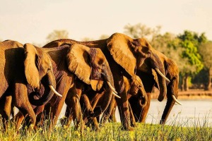 Royal-Zambezi-Lodge-Elephants- Adventure World tra17-deals