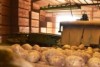 Potatoes on a grader in Thorpdale, South Gippsland.