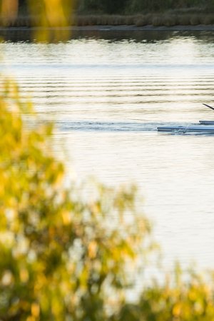 Photo of Swan River, East Perth with people rowing and trees