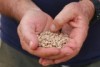 Co-owner of the Lupin Co Rob Birch holds lupin flakes in his hands.