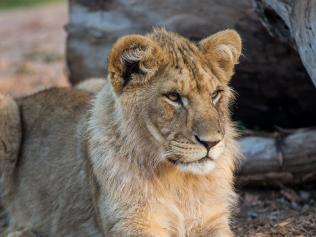 Kuba, one of the cubs joining Melbourne Zoo. Picture: Supplied