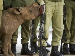 Remembering Rhinos: Hilary O’Leary (Black rhino calf, Zimbabwe)