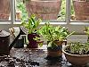 How to grow windowsill salad