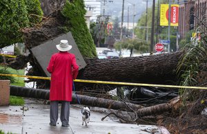 A woman with her dog stops to look at a fallen tree that crushed a car Saturday, Feb. 18, 2017, in Sherman Oaks section of Los Angeles. A huge Pacific storm parked itself over Southern California and unloaded, ravaging roads and opening sinkholes.