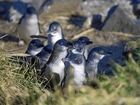Dunedin's Blue Penguins