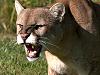 Man punches cougar in face to save dog