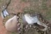 Footage shows the python swallowing a wallaby in far north Queensland. (Supplied: Bernie Worlsfold)