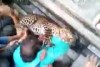 Panicked residents mauled while attempting to trap leopard in Indian town