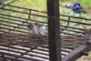 Baby wrens take shelter from heavy rain in Porongurup, Western Australia.