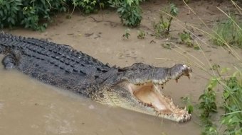 A saltwater crocodile