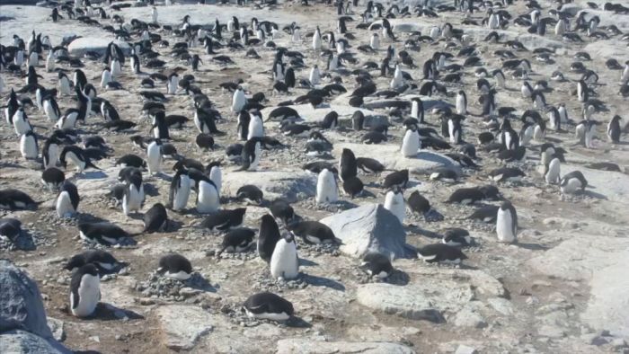 Timelapse of Adelie penguin colony on Gardner Island