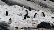 Penguins on an island in Antarctica