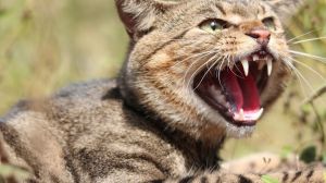 Feral cats are considered the single biggest threat to native wildlife.