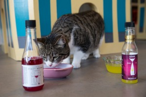 Taste test: Elsa the cat drinks Apollo Peak's 'cat wine' at Cat Town Cafe in Oakland, California.