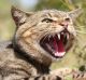 Feral cats are considered the single biggest threat to native wildlife.