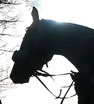 Going Wrong in the parade ring before the Dove Selling Hurdle at Leicester Racecourse, Leicester