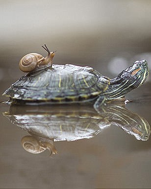 This sneaky snail creeps up on a turtle as it relaxes in the water - sliding along its shell and all the way on to its head.  The unsuspecting red eared slider turtle was sat in the water when the garden snail came up behind it to get in the dry.\nIt climbed up on to the turtle's shell before crawling along its back and down onto its head, finishing up resting on its nose.  The hilarious pictures were taken by amateur photographer Roni Kurniawan in his garden in Jakarta, Indonesia.  SEE OUR COPY FOR DETAILS.\nPlease byline:  Roni Kurniawan/Solent News\n© Roni Kurniawan/Solent News & Photo Agency\nUK +44 (0) 2380 458800