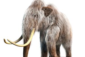 mammoth  