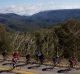 Cyclists pictured riding on the Great Alpine Road in Victoria. A 72-year-old male cyclist was shot by a pellet gun on ...