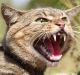 Feral cats are considered the single biggest threat to native wildlife.