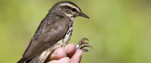 Bird Scientist