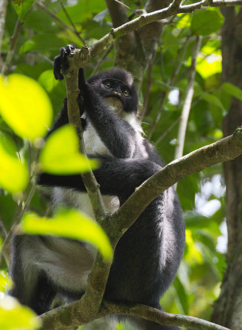 'Dracula' monkey comes back from the dead in Borneo - explorers find extinct species alive and well using camera traps