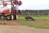 Peacocks also used on vineyards for snails