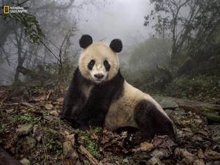 Ye Ye, a 16-year-old giant panda, lounges in a wild enclosure at a conservation center in China’s Wolong Nature Reserve ... This photo was originally published in "Pandas Get to Know Their Wild Side," in August 2016. Picture: Ami Vitale/National Geographic