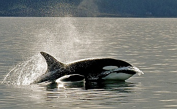 Orca mother and calf, San Juan Islands, Photography by Jim Maya