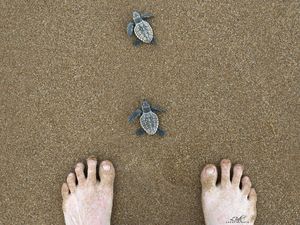 Welcome baby turtles into the world at Mon Repos Beach