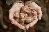 White truffles found by Nikola Tarandek's Labrador Nero in Motovun, Croatia.