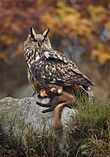 Large owl with prey