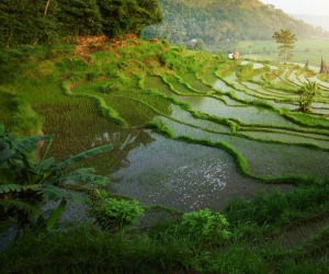 Bali, rice paddies