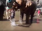 THIS is the painful moment a woman was launched into the air by a seemingly gentle elephant.