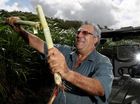 IT BORE the mining downturn like no other region in Australia, but in Mackay, the annual arrival of sugarcane’s green fronds promise a prosperous future fuelled by an industry that shaped the past.