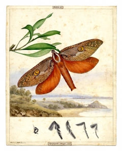 Bent-wing Swift Moth, c1860