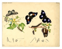 Glasswing Butterfly and Common Eggfly Butterfly