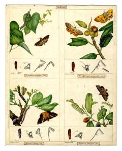 Arctiidae and Noctuidae moth families