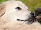 ODDBALL, the penguin saving dog that became the subject of a heart-warming movie, has passed away at the ripe old age of 105 in human years.